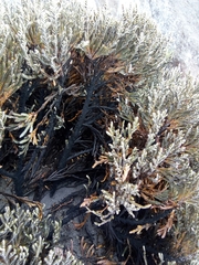 Andicolea colombiana