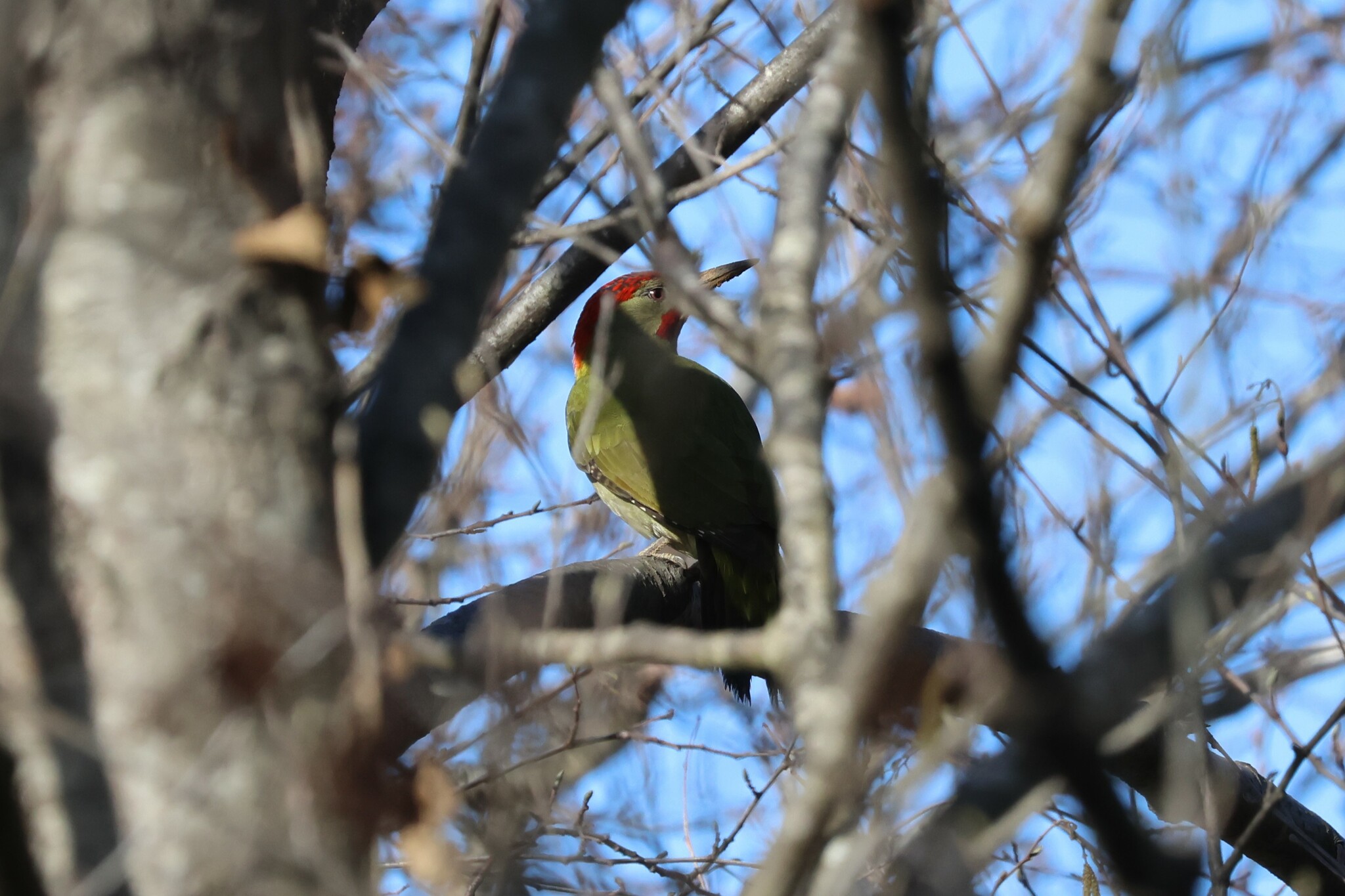 Iberian Green Woodpecker (Picus sharpei)