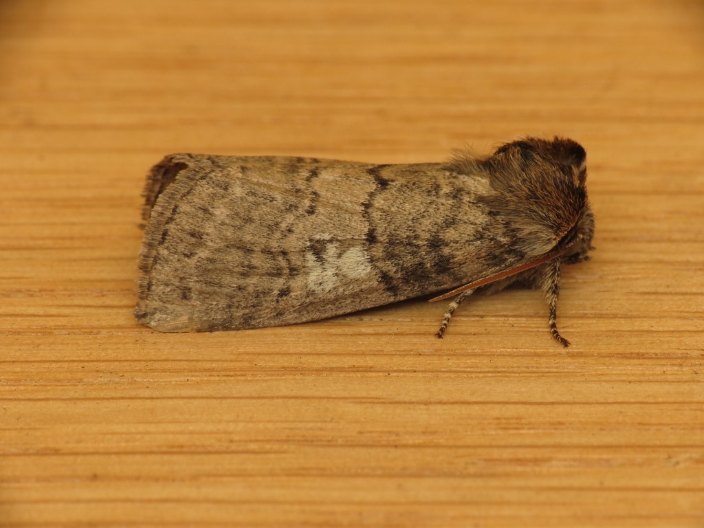 Poplar Lutestring