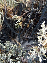 Andicolea colombiana