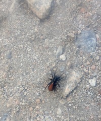 Castianeira occidens