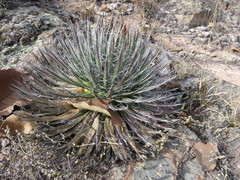 Agave schidigera