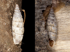 Macrogastra attenuata lineolata