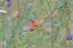 Acraea neobule