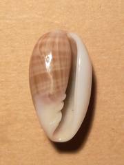 Volvarina angustata