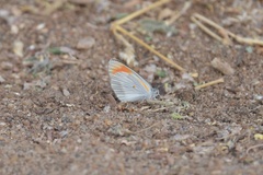 Colotis pallene