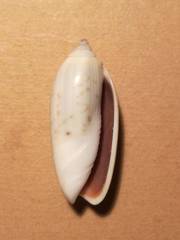 Oliva oliva