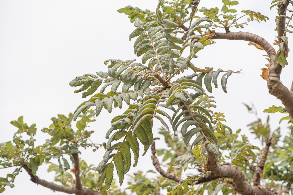 Boswellia ameero, Hadramawt, YE