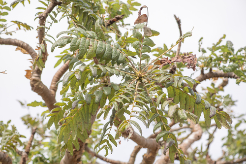 Boswellia ameero