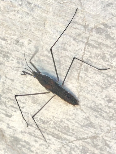 iNaturalist observation photo of North American Common Water Strider