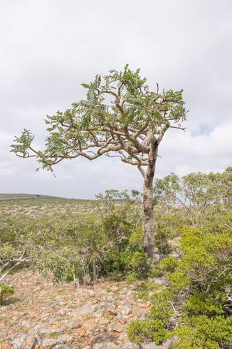 Boswellia ameero