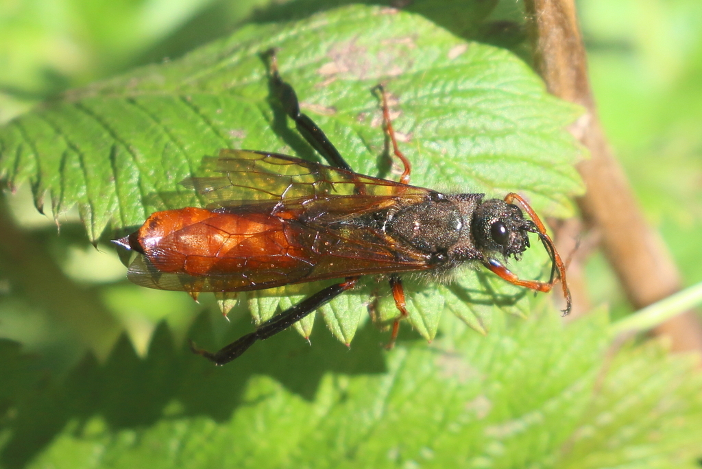 Sirex nitobei