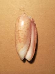 Oliva sidelia