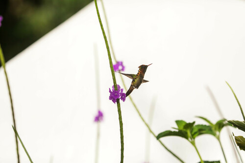Tufted Coquette (Lophornis ornatus)
