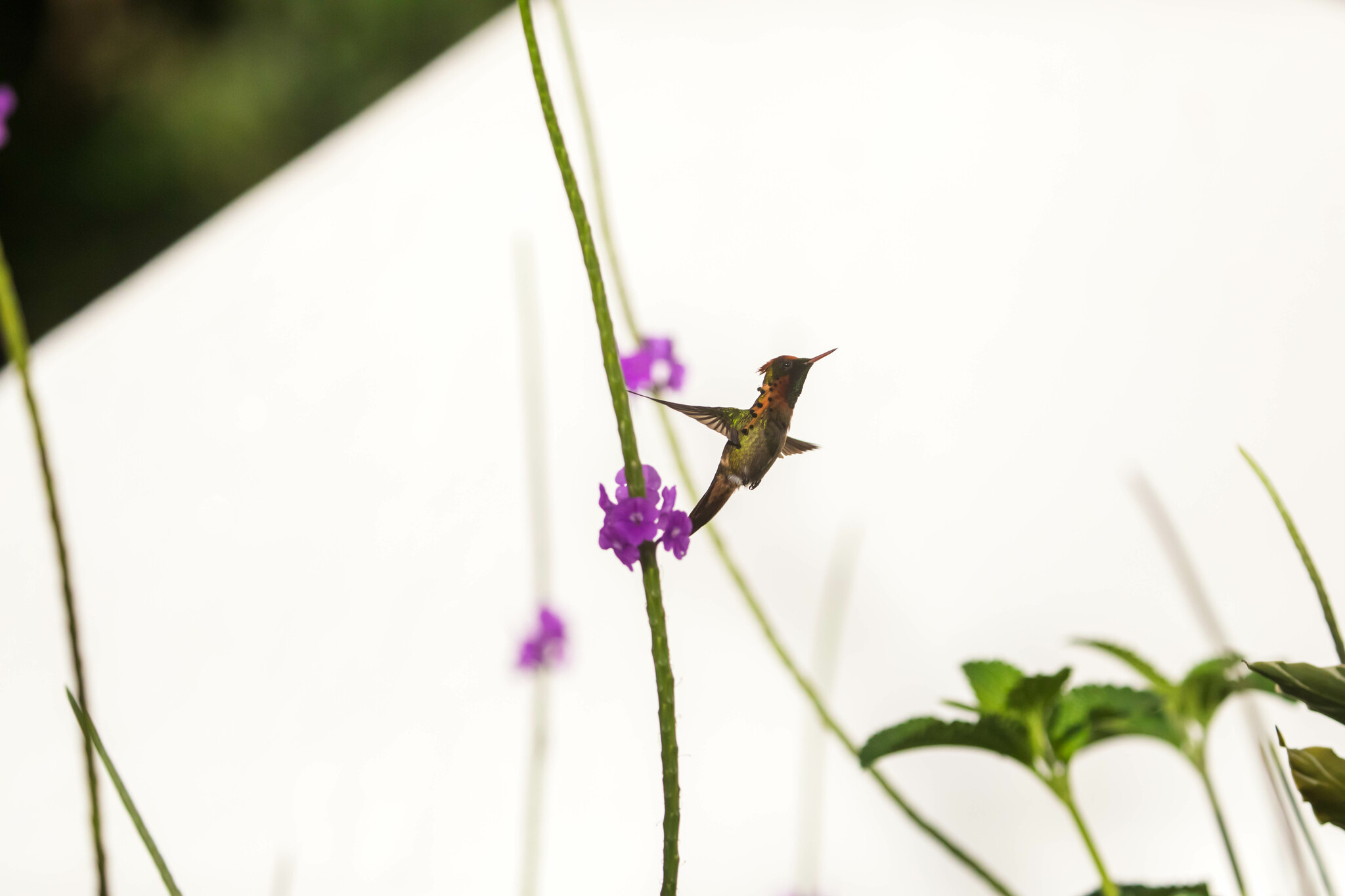 Tufted Coquette (Lophornis ornatus), photo 1