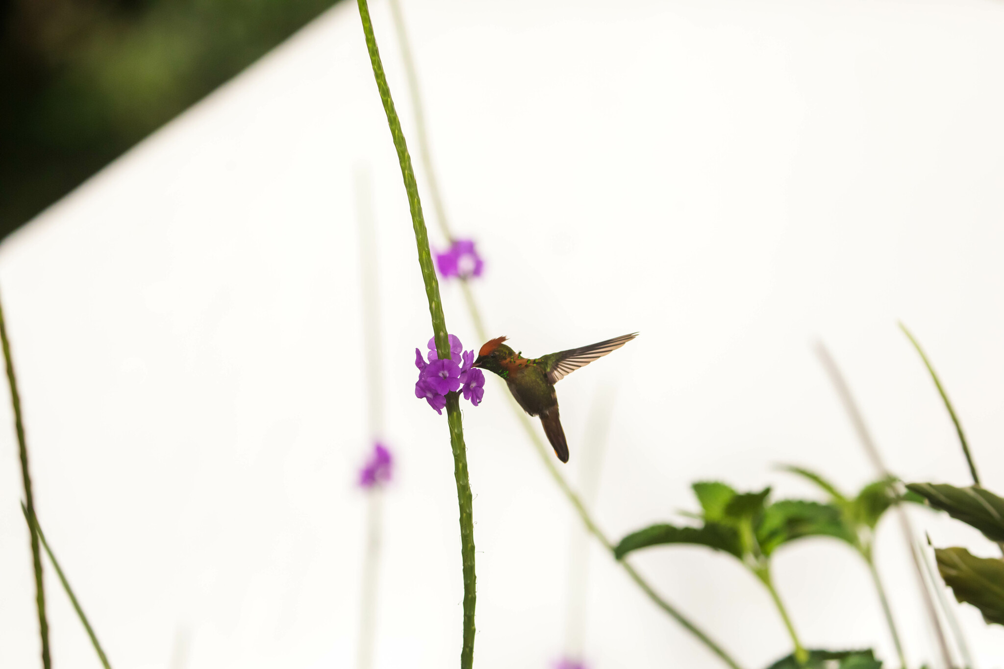 Tufted Coquette (Lophornis ornatus), photo 2