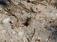 Cicindela sylvicola
