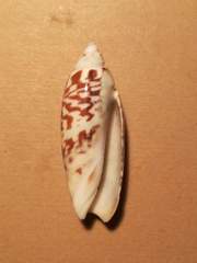 Agaronia gibbosa