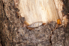 Macrogastra attenuata lineolata