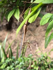 Tenodera aridifolia
