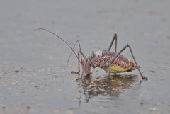 Acanthoplus discoidalis