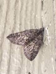 Hydriomena transfigurata