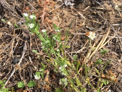 Cryptantha leiocarpa