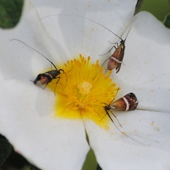 Adela australis