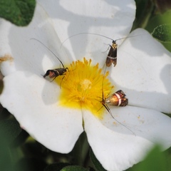 Adela australis