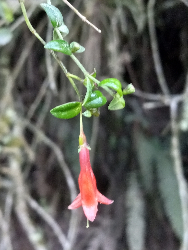 Manettia domingensis (Manettia domingensis)