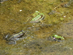 Pelophylax kurtmuelleri