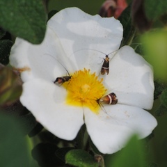Adela australis