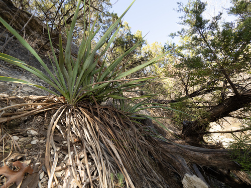 Yucca rupicola