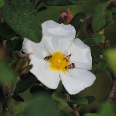 Adela australis