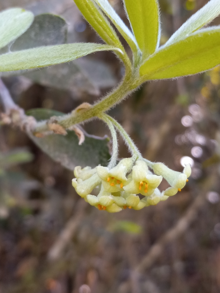 Daphnopsis crassifolia