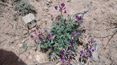 Astragalus missouriensis