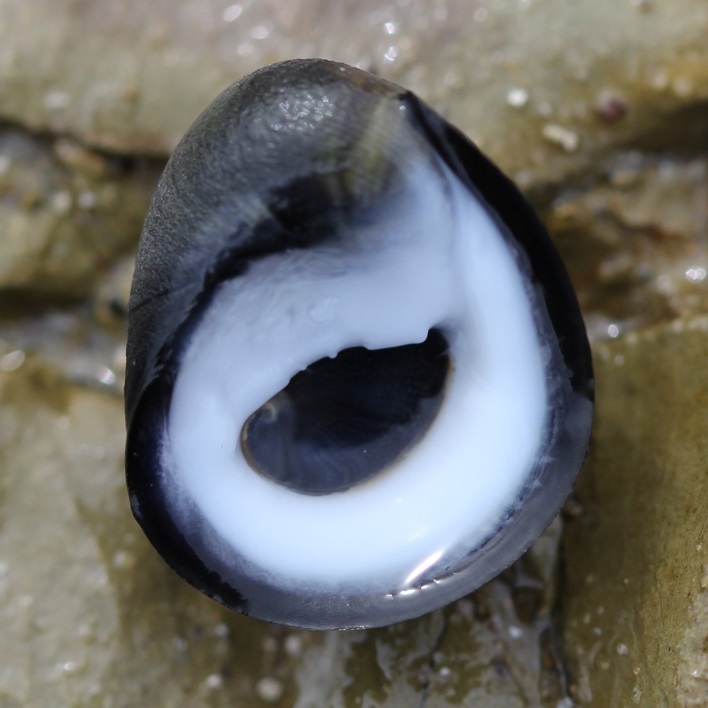 Australian Black Nerite