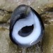 Australian Black Nerite - Photo (c) QuestaGame, some rights reserved (CC BY-NC-ND), uploaded by QuestaGame