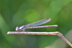 Argia immunda