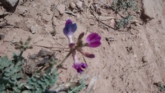Astragalus missouriensis