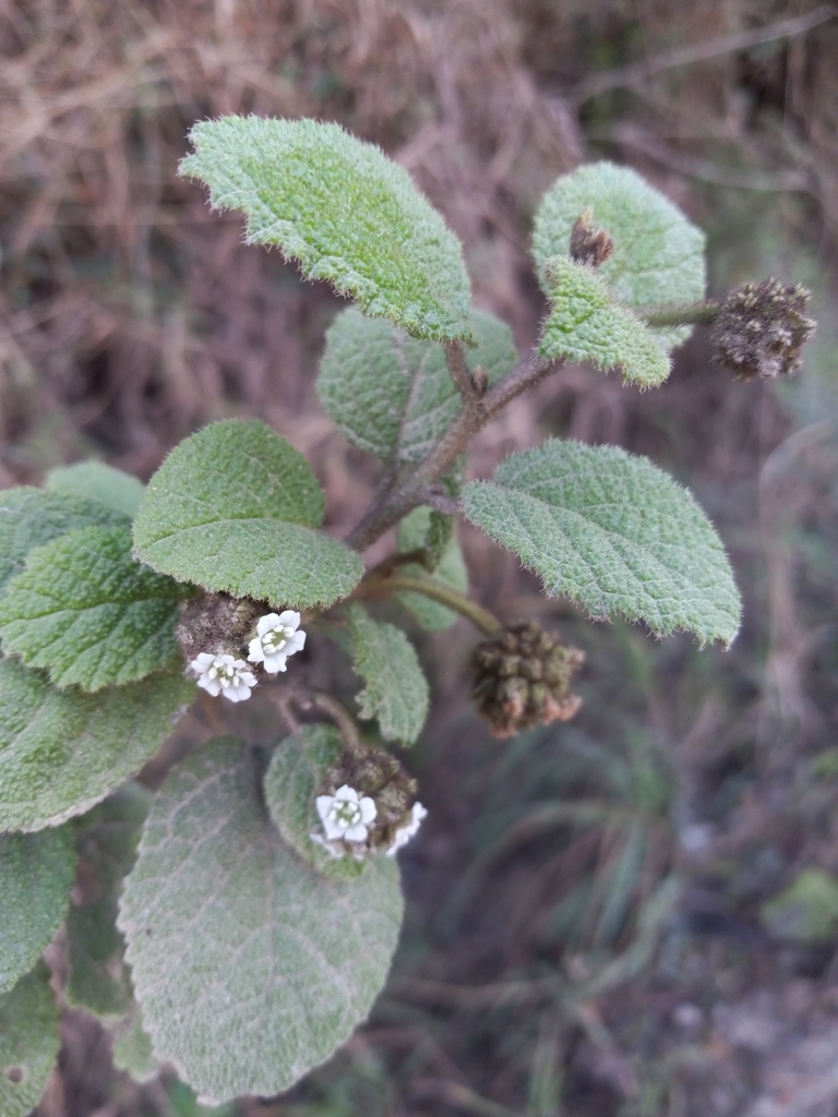 Varronia picardae