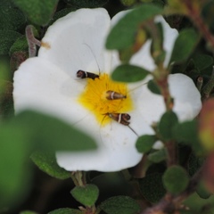 Adela australis