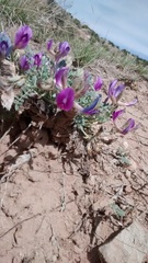 Astragalus missouriensis