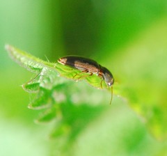 Agriotes