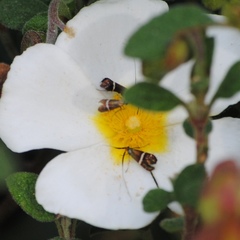 Adela australis