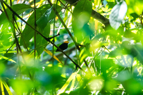 Golden-headed Manakin (Ceratopipra erythrocephala), photo 5