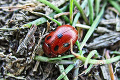 Gonioctena fornicata