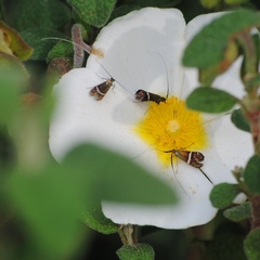 Adela australis