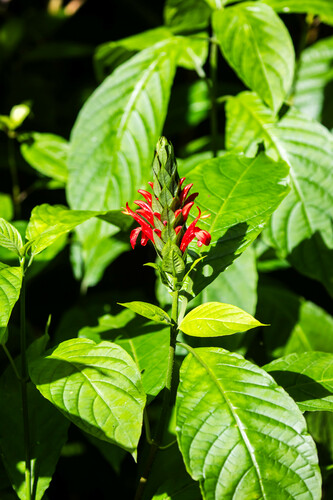 Cardinal's-guard (Pachystachys spicata)