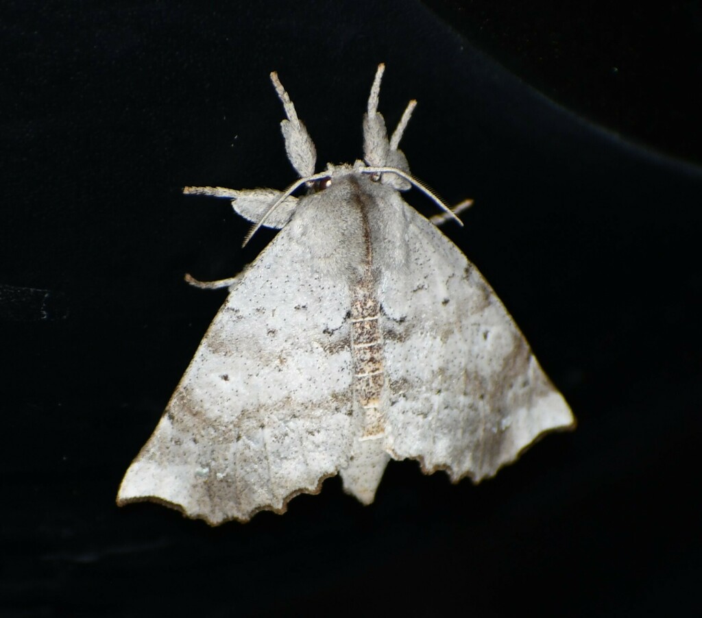 Seraph Moth